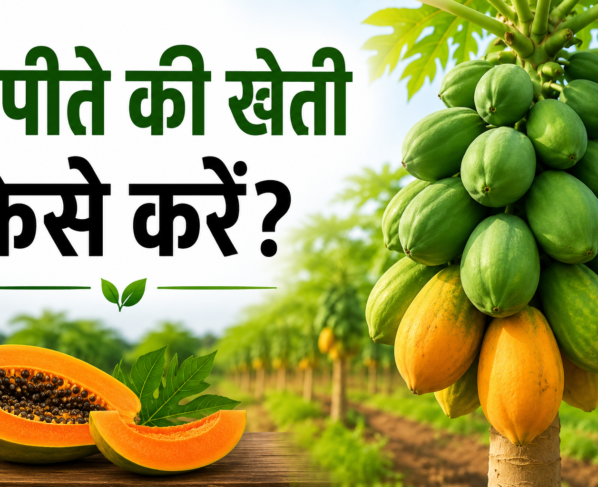 Papite Ki Kheti Kaise Kare