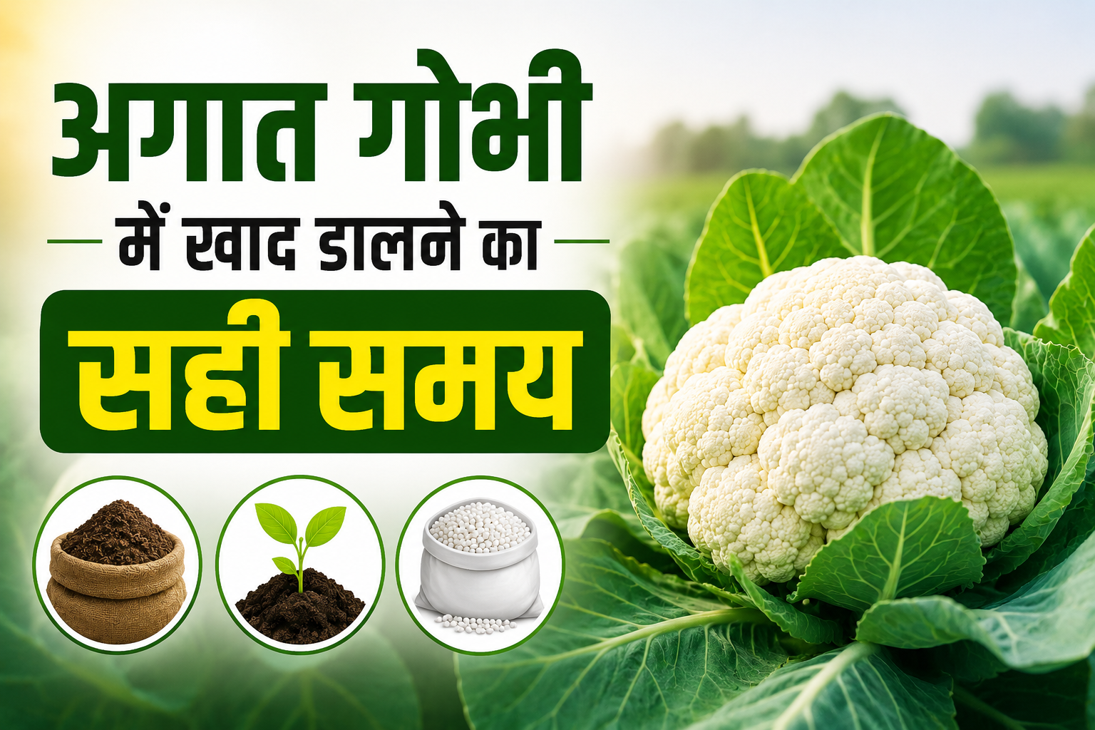 अगात गोभी की खेती में खाद डालने का सही समय, छोटी गलती से हो सकता है नुकसान Agat Gobhi Ki Kheti Mein Khad Kab Dalen