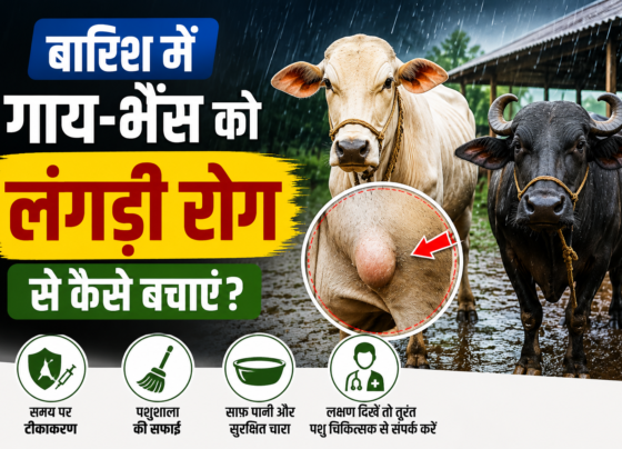 Barish Mein Gaay Bhains Ko Langdi Rog Se Kaise Bachaye