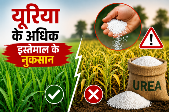 Urea Ke Adhik Istemal Ke Nuksan