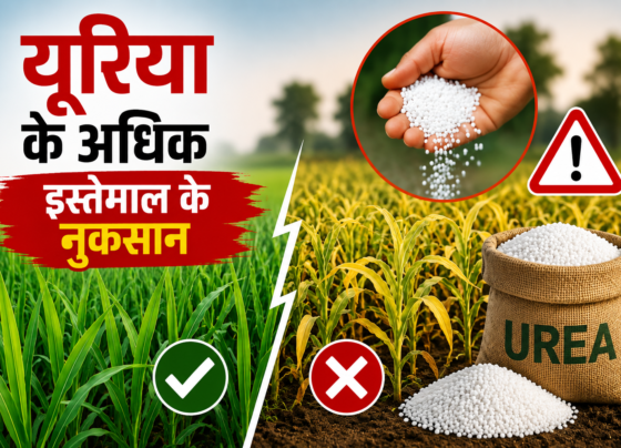 Urea Ke Adhik Istemal Ke Nuksan
