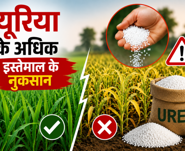 Urea Ke Adhik Istemal Ke Nuksan