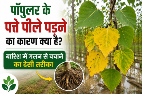 Poplar Ke Patte Peela Padne Ka Karan