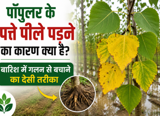 Poplar Ke Patte Peela Padne Ka Karan