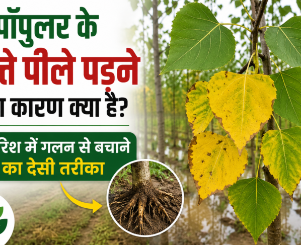 Poplar Ke Patte Peela Padne Ka Karan