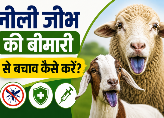 Bakri Aur Bhed Me Neeli Jeebh Ki Bimari Se Bachav Kaise Kare