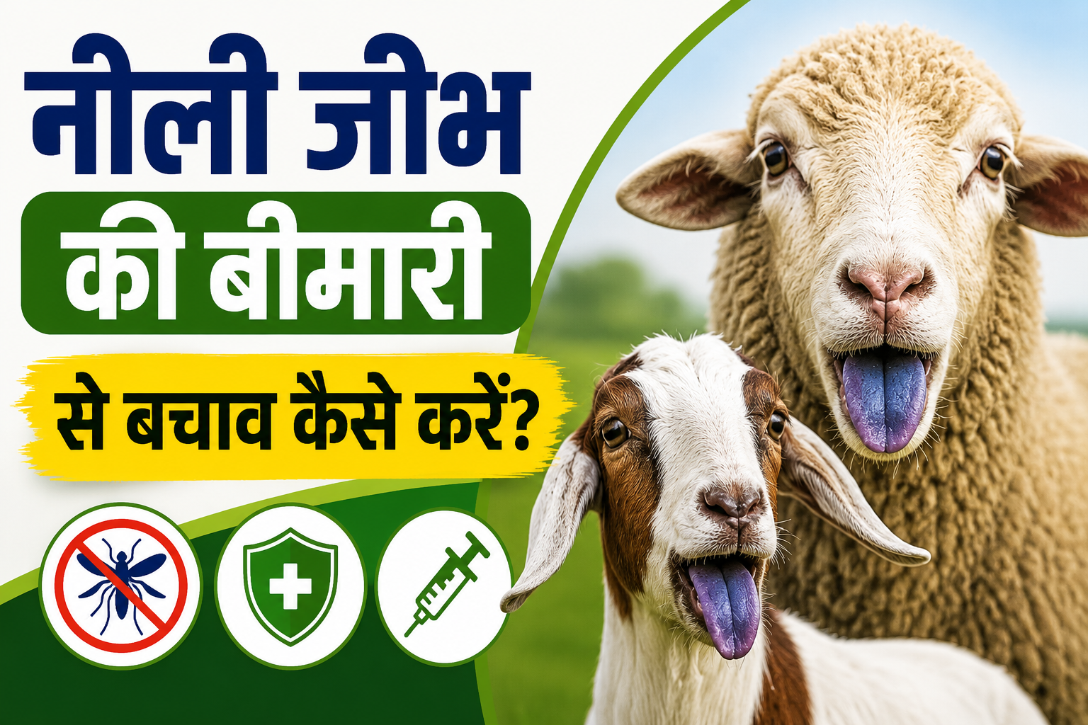बरसात में भेड़-बकरियों को सबसे ज्यादा खतरा! जानें लक्षण, कारण और बचाव Bakri Aur Bhed Me Neeli Jeebh Ki Bimari Se Bachav Kaise Kare