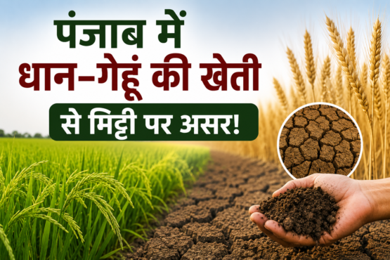 Punjab Me Dhan Gehun Ki Kheti Se Mitti Ki Gunwatta Par Asar