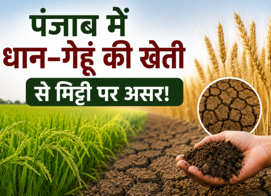 Punjab Me Dhan Gehun Ki Kheti Se Mitti Ki Gunwatta Par Asar