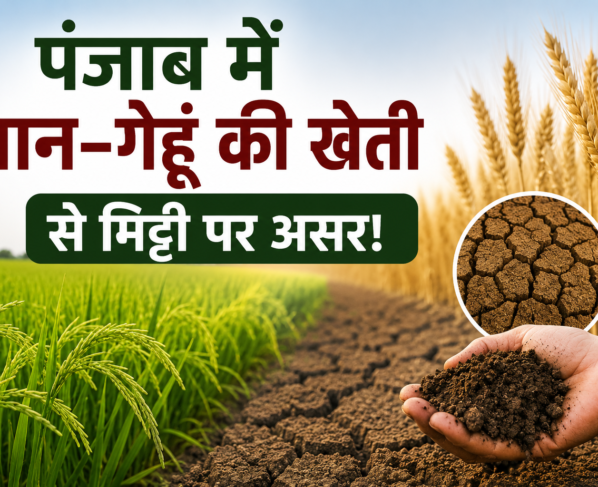 Punjab Me Dhan Gehun Ki Kheti Se Mitti Ki Gunwatta Par Asar