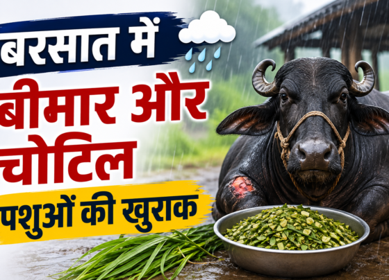 Barsat Mein Beemar Aur Chotil Pashuon Ki Khurak