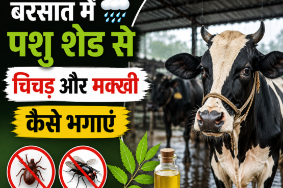 Barsat Mein Pashu Shed Se Chichad Aur Makkhi Kaise Bhagaye?