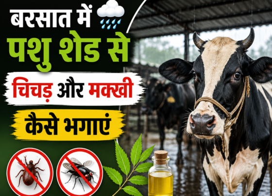 Barsat Mein Pashu Shed Se Chichad Aur Makkhi Kaise Bhagaye?