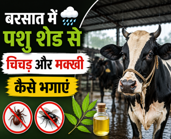Barsat Mein Pashu Shed Se Chichad Aur Makkhi Kaise Bhagaye?