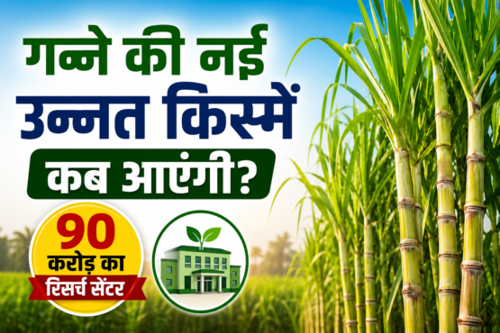 Ganne Ki Nai Unnat Kisme Kab Aayegi?