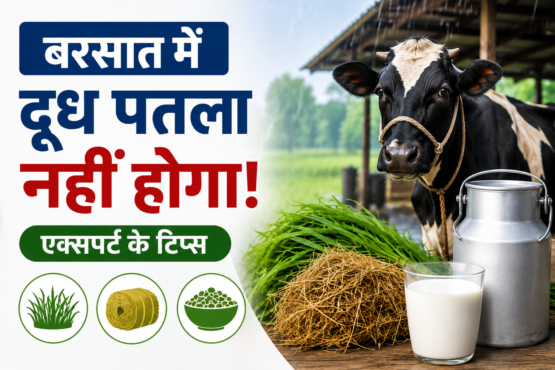 Barish Mein Doodh Patla Hone Se Kaise Bachaye?
