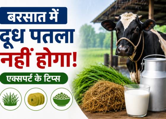 Barish Mein Doodh Patla Hone Se Kaise Bachaye?