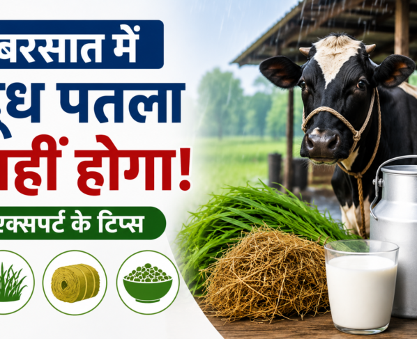 Barish Mein Doodh Patla Hone Se Kaise Bachaye?