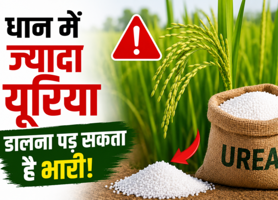 Dhan Me Jyada Urea Dalne Ke Nuksan