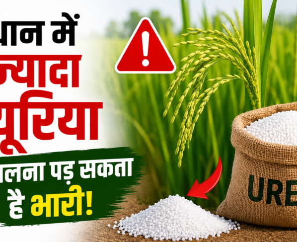 Dhan Me Jyada Urea Dalne Ke Nuksan