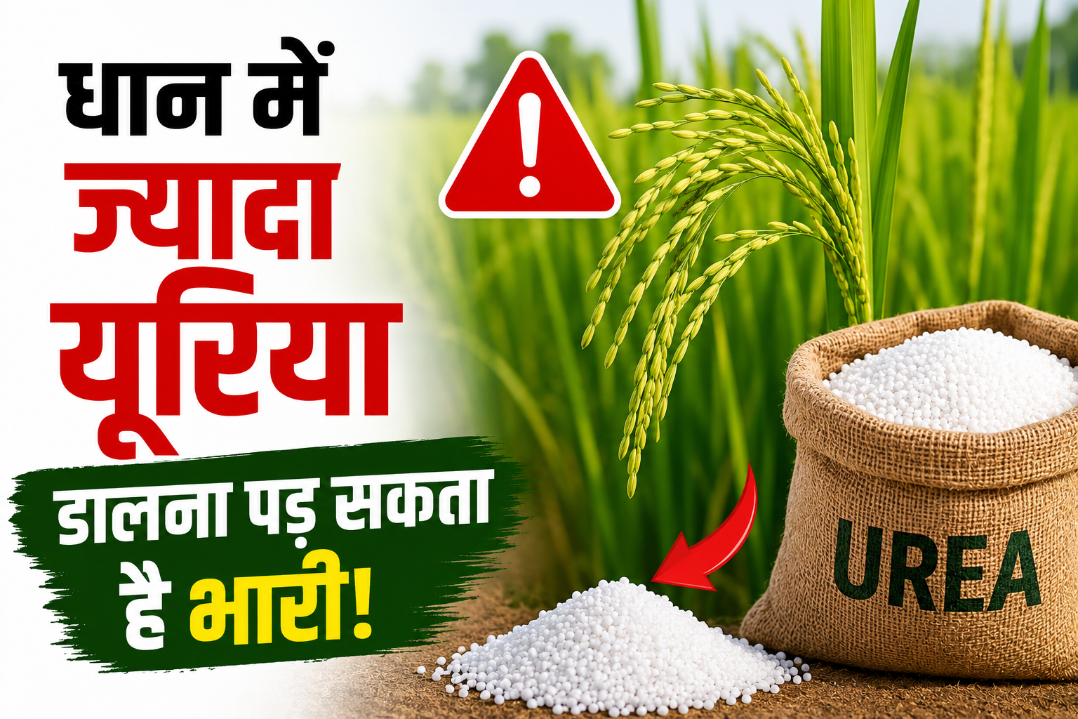 धान में ज्यादा यूरिया डालने से कैसे घट सकती है पैदावार? जानिए सही मात्रा Dhan Me Jyada Urea Dalne Ke Nuksan