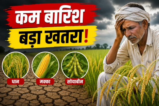 Kharif Fasal Par Kam Barish Ka Khatra