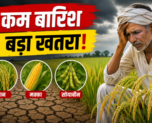 Kharif Fasal Par Kam Barish Ka Khatra