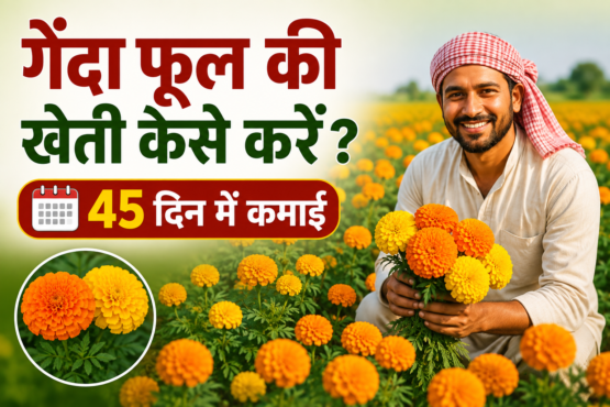 Genda Phool Ki Kheti Kaise Kare