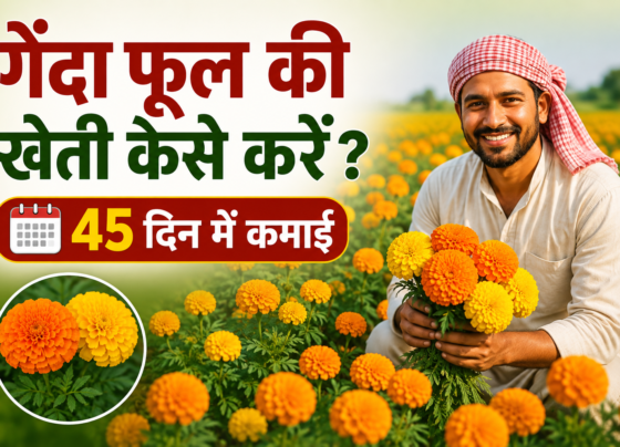 Genda Phool Ki Kheti Kaise Kare