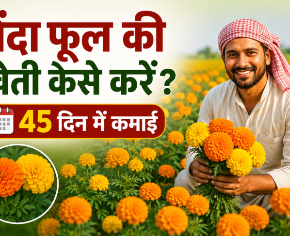 Genda Phool Ki Kheti Kaise Kare