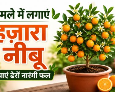 Hajara Nimbu Ghamle Mein Kaise Lagaye