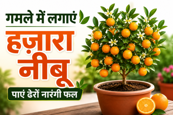 Hajara Nimbu Ghamle Mein Kaise Lagaye