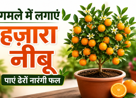 Hajara Nimbu Ghamle Mein Kaise Lagaye