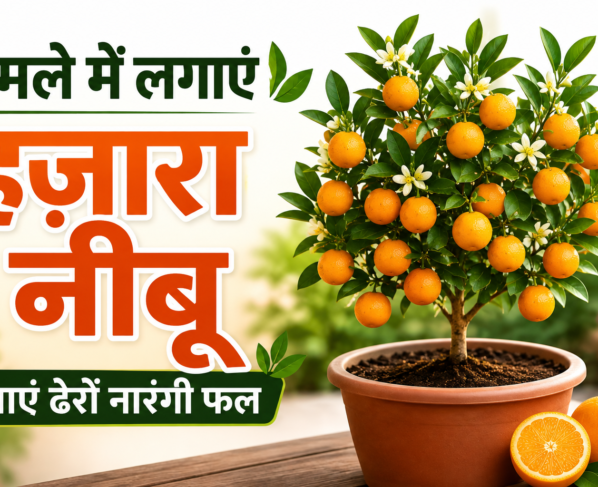 Hajara Nimbu Ghamle Mein Kaise Lagaye