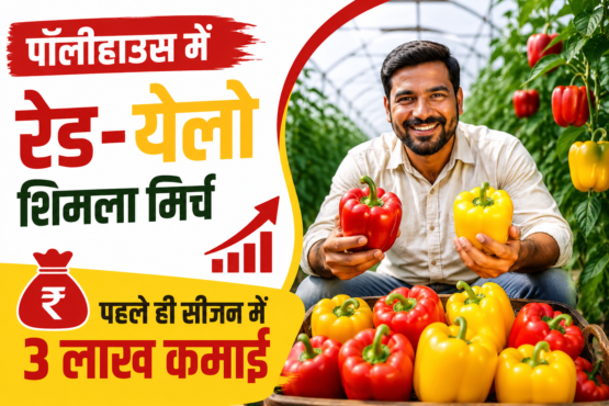 Polyhouse Me Red Yellow Shimla Mirch Ki Kheti