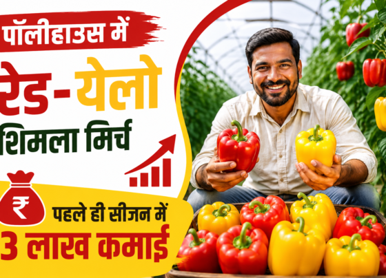 Polyhouse Me Red Yellow Shimla Mirch Ki Kheti