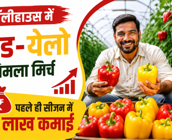 Polyhouse Me Red Yellow Shimla Mirch Ki Kheti