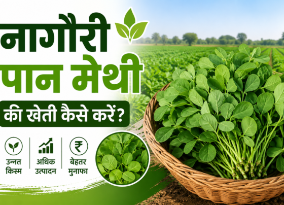 Nagauri Pan Methi Ki Kheti Kaise Kare