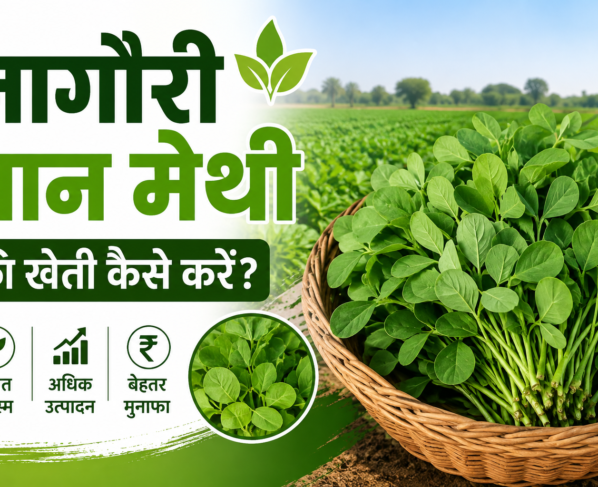 Nagauri Pan Methi Ki Kheti Kaise Kare