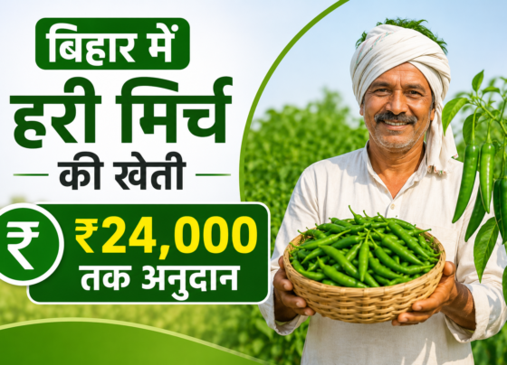 Bihar Me Hari Mirch Ki Kheti Par Subsidy