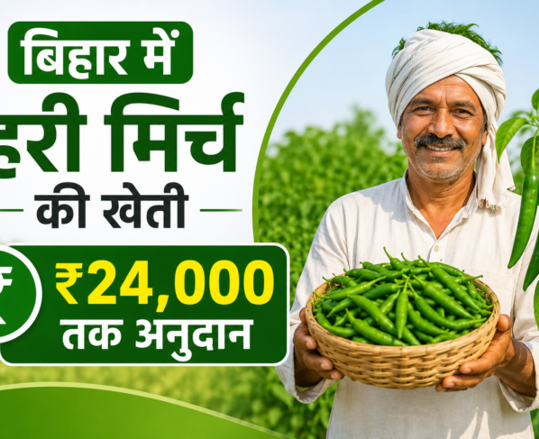 Bihar Me Hari Mirch Ki Kheti Par Subsidy
