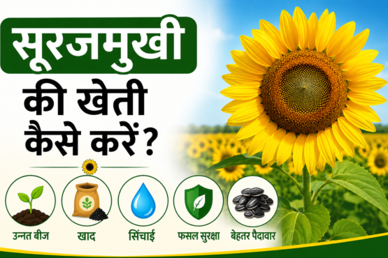 Surajmukhi Ki Kheti Kaise Karein