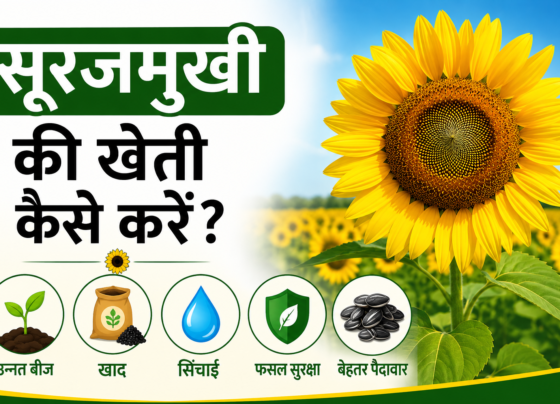 Surajmukhi Ki Kheti Kaise Karein