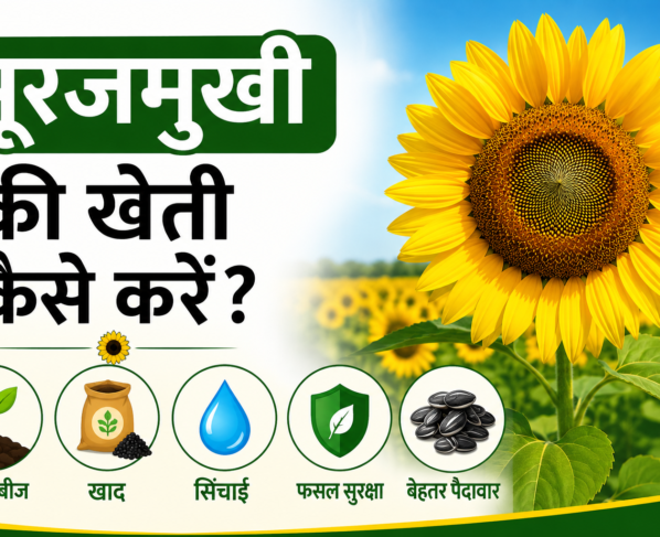 Surajmukhi Ki Kheti Kaise Karein