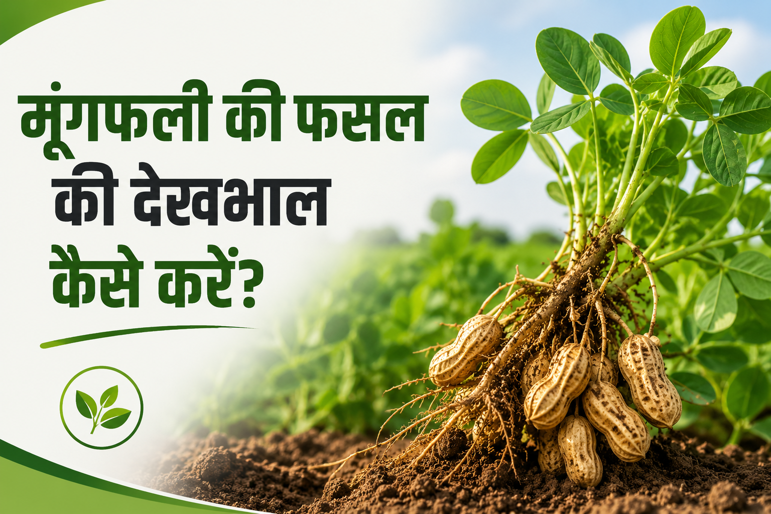 अगस्त में मूंगफली की फसल को स्वस्थ रखने के लिए करें ये जरूरी काम Moongfali Ki Fasal Ki Dekhbhal Kese Kre