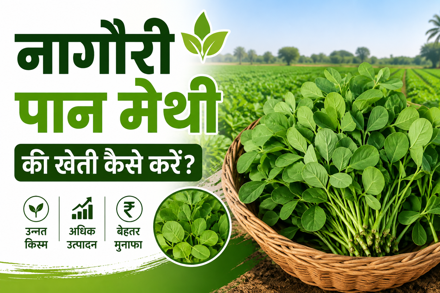 कम लागत में करें खेती, एक एकड़ से 2.5 लाख रुपये तक कमाई का मौका  Nagauri Pan Methi Ki Kheti Kaise Kare