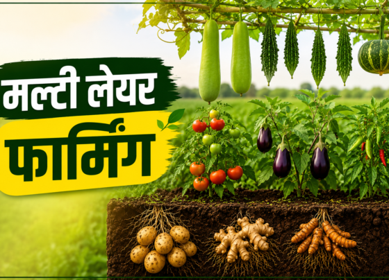 Multi Layer Farming Mein Kaun Kaun Si Fasal Lagaye