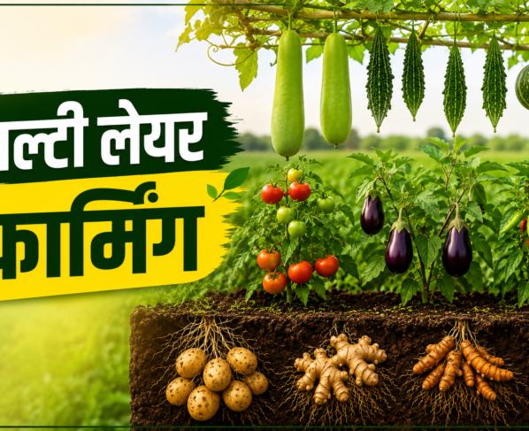Multi Layer Farming Mein Kaun Kaun Si Fasal Lagaye