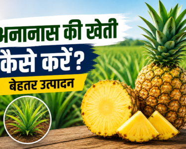 Ananas Ki Kheti Kaise Kare