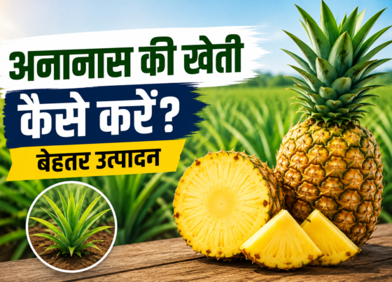 Ananas Ki Kheti Kaise Kare